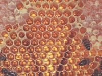 bees