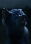 Kitten