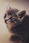 Kitten 2
