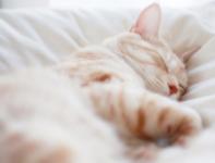 kitten